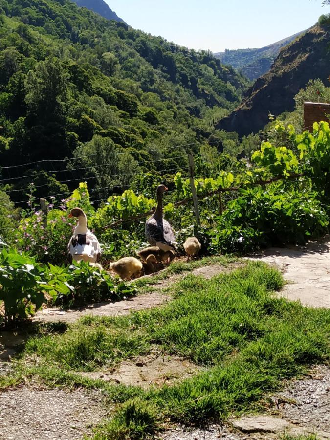 Гостьовий будинок Cortijo La Solana Гуехар-Сьєрра Екстер'єр фото