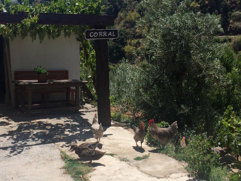 Гостьовий будинок Cortijo La Solana Гуехар-Сьєрра Екстер'єр фото
